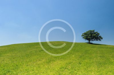 hill-meadow-tree-green